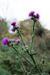 Wild thistle in nature