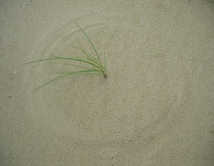 Grass-wind clock on sand