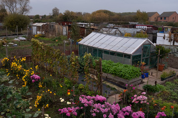 Allotments full of plants and vegetables on overcast day 