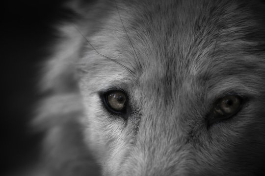 Dans les yeux du loup