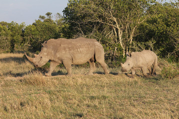 Fototapeta premium Mother and baby White Rhino