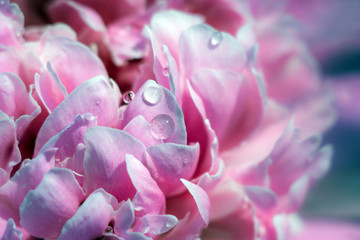 water drops on pink petals
