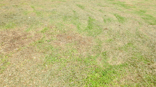 Green Grass Background Texture At Thailand School