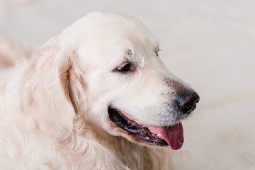 close up view of golden retriever dog