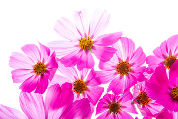 Fototapeta premium a beautiful floral background from flower petals