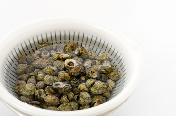 チンボーラー（カンギクガイ）砂出し