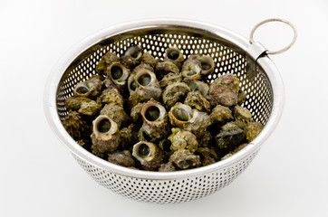 チンボーラー（カンギクガイ）