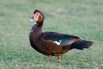 Spur-winged goose