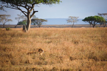 Lioness in African Savannah landscape in Serengeti National Park, Tanzania