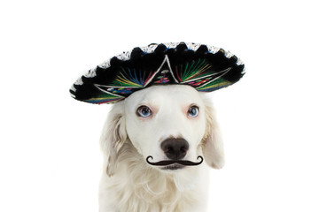 WEARING A MEXICAN MARIACHI HAT AND A MUSTACHE OR MUSTACHE. LOOKING AT CAMERA. ISOLATED SHOT AGAINST...