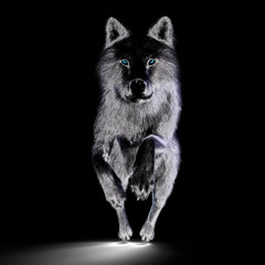 Digital 3D Illustration of a Wolf © crimson