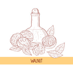 Walnut. Fruit, leaves, oil. Sketch. Monochrome