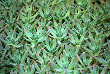 sedum succulent plant with pale blue green, thick and fleshy leaves, many plants growing in the garden, leaves occupy the whole picture, oblong plump leaves sharpening at the tips 
