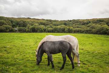 Little horse and his mother in Connemara National Park, Ireland