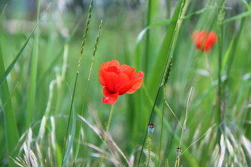 Primavera en Catalunya