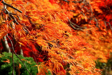 北海道、札幌平岡樹芸センターの紅葉の風景