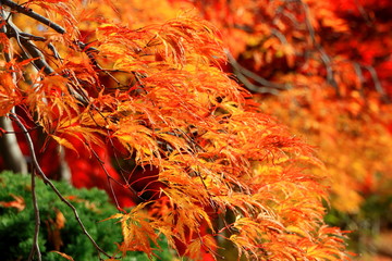 北海道、札幌平岡樹芸センターの紅葉の風景