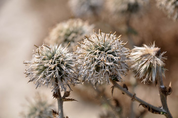 Obraz premium dry flowers