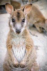 Naklejka premium Agile wallaby joey (Macropus agilis)