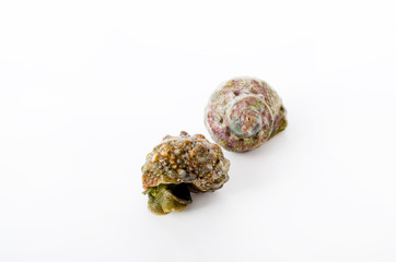 チンボーラー（カンギクガイ）