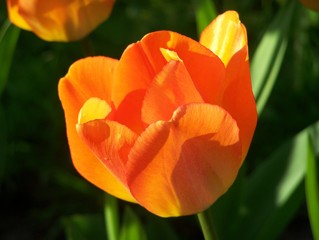 yellow tulip