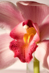 closeup of red flower orchid