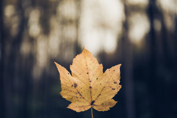 Herbstblatt