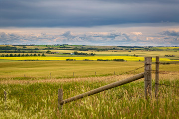 Alberta Canada countryside with storm clouds overhead. of yellow fields of canola fields - obrazy, fototapety, plakaty