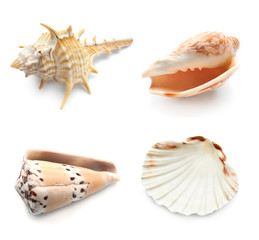 Different seashells on white background