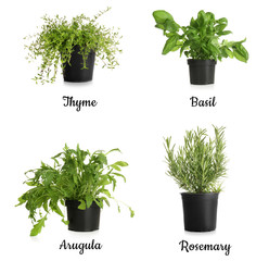 Different fresh herbs in pots on white background © Pixel-Shot