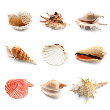 Different seashells on white background