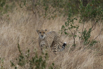 Naklejka premium Cheetah in the grass