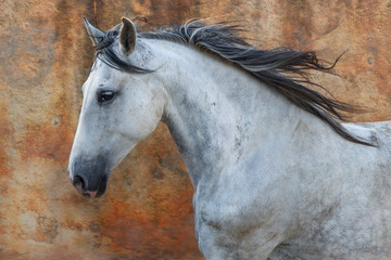 Obraz na płótnie Canvas cheval au galop 