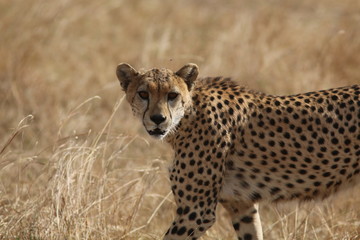 Cheetah in the grass