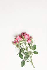 flowers roses top view, little pink roses on white background