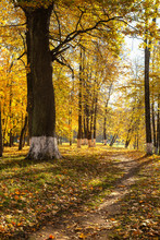 Autumn Park with maple trees
