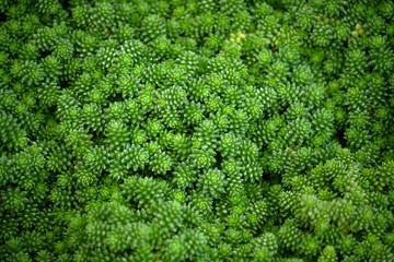 crassulaceae sedum compactum rose, small bright green plants with fine plump foliage, a lot on the full photo, background, texture