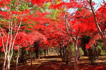 北海道、札幌平岡樹芸センターの紅葉の風景