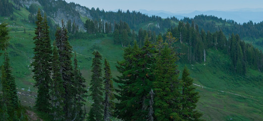 Cedar trees in Mount Rainier National Park