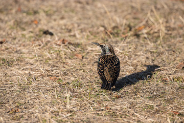 Sturnus vulgaris