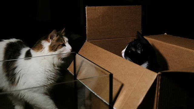 Funny reaction of a cat punch in the face with paw - fights in box, slow motion