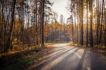 Morning country road through the pine forest