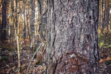 Obraz premium Morning country road through the pine forest