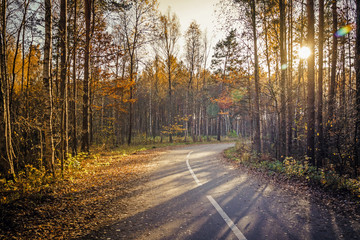 Fototapeta premium Morning country road through the pine forest