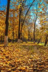 Autumn Park with maple trees