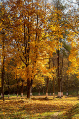 Autumn Park with maple trees