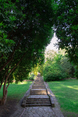 Fototapeta premium a stairs way inside the forest