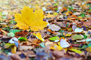 Yellow autumn maple leaf isolated on a color background.