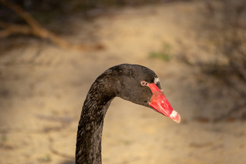 Portrait of black swan