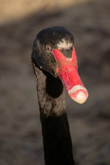 Portrait of black swan
